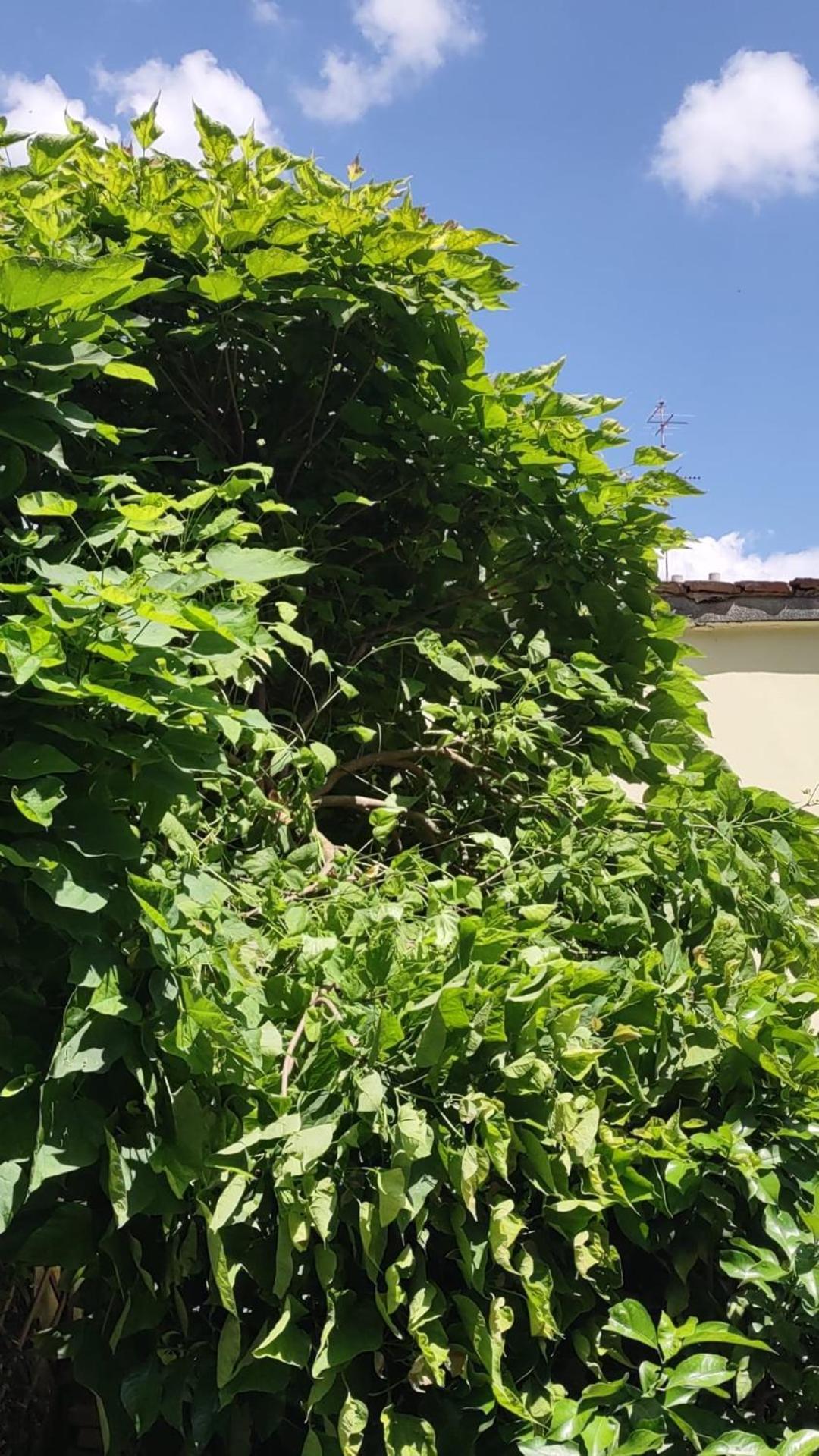 Movie Star Apartment With Garden Firenze Bagian luar foto